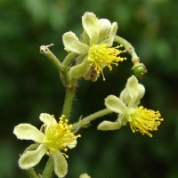 Microcos paniculata L.